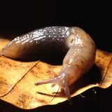 Biodiversität: Unbekannte Erdbewohner - Bild 9