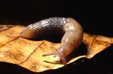 Biodiversität: Unbekannte Erdbewohner - Bild 9