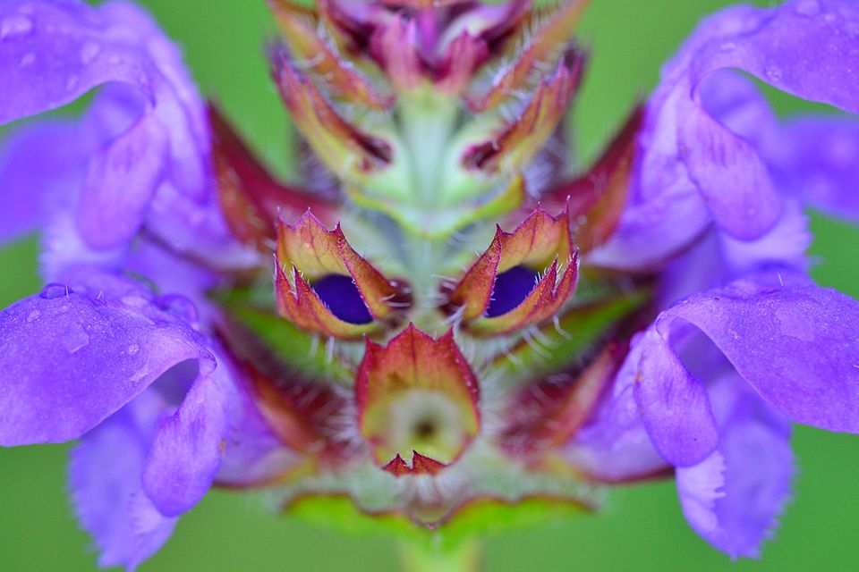 Fotogalerie: Glanzlichter der Naturfotografie