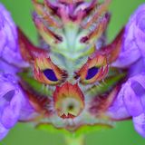 Drachenkopf (Kleine Braunelle)