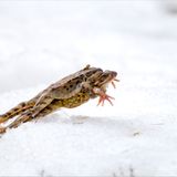 Huckepacksprung im Schnee (Grasfrösche, Pontresina, Schweiz)