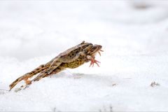 Huckepacksprung im Schnee (Grasfrösche, Pontresina, Schweiz)