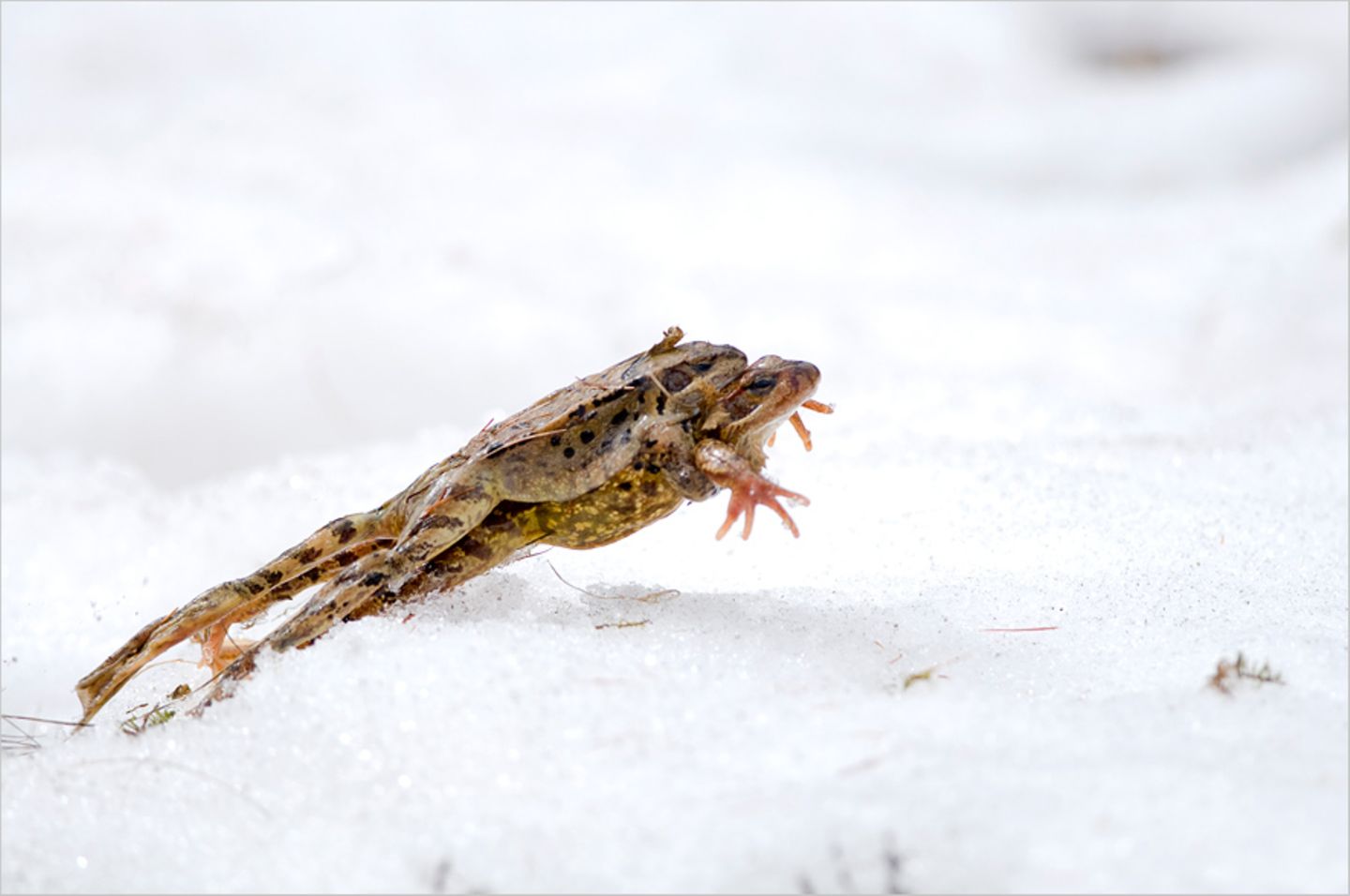 Huckepacksprung im Schnee (Grasfrösche, Pontresina, Schweiz)