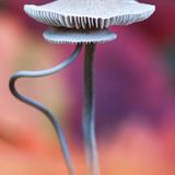 Auf der Suche nach Schutz (Helmling, Overasselt, Niederlande)