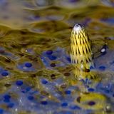 Durchgestoßen (Teich-Schachtelhalm im Froschlaich)