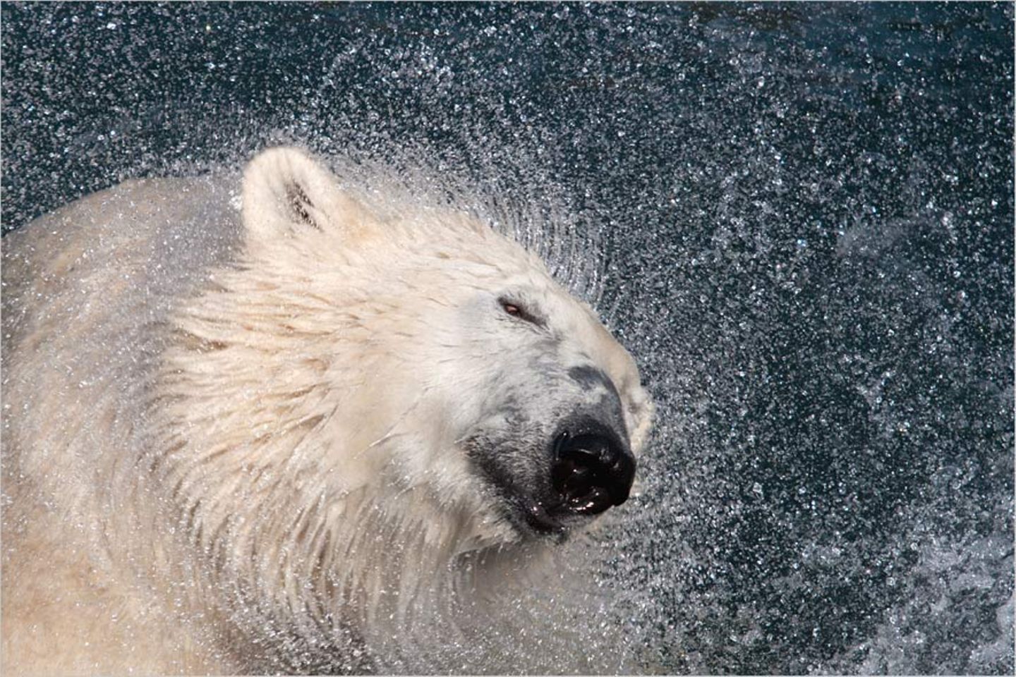 Geschüttelt, nicht gerührt (Eisbär, Erlebniszoo Hannover)