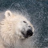 Geschüttelt, nicht gerührt (Eisbär, Erlebniszoo Hannover)