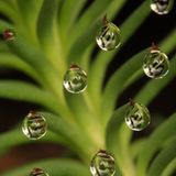 Wasserplanet (Felsen-Fetthenne, Avila, Spanien)