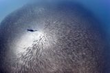 Schwarm des Lebens (Cortez-See, Baja California, Mexiko)