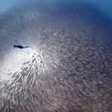 Schwarm des Lebens (Cortez-See, Baja California, Mexiko)