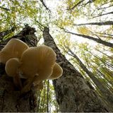 Unterm Blätterdach (Baumpilz im Picos de Europa National Park, Spanien)