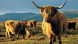 Wildnis Schottlands