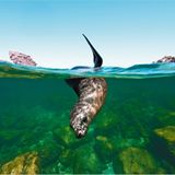 Fotogalerie: Abenteuer Expeditionskreuzfahrt - Bild 6