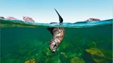 Fotogalerie: Abenteuer Expeditionskreuzfahrt - Bild 6