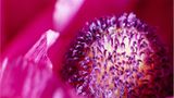 Blüte