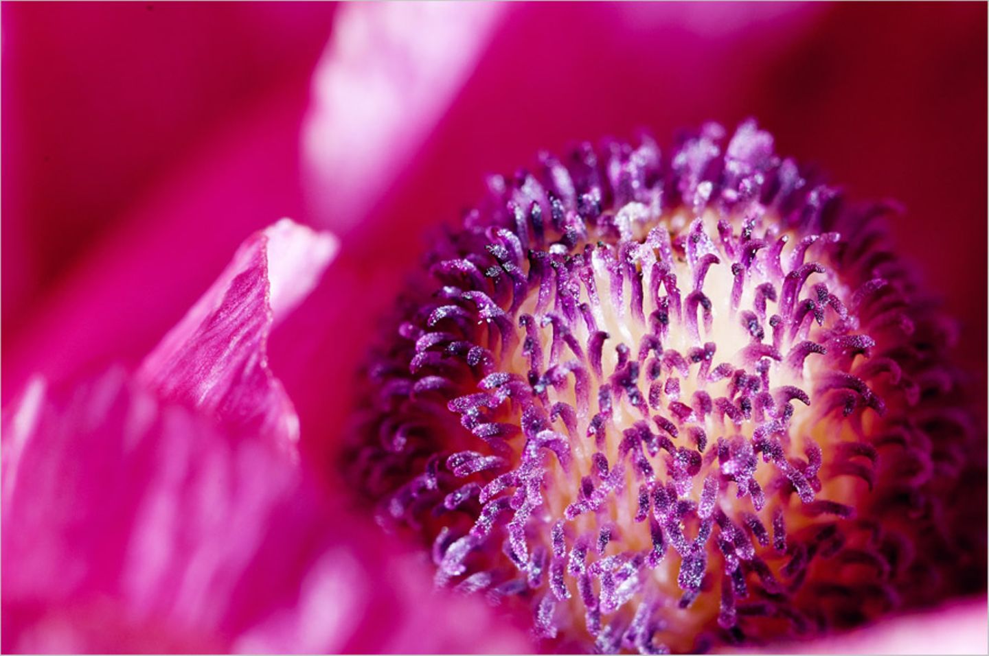 Blüte