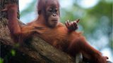 Orang-Utan-Kind