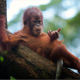 Orang-Utan-Kind