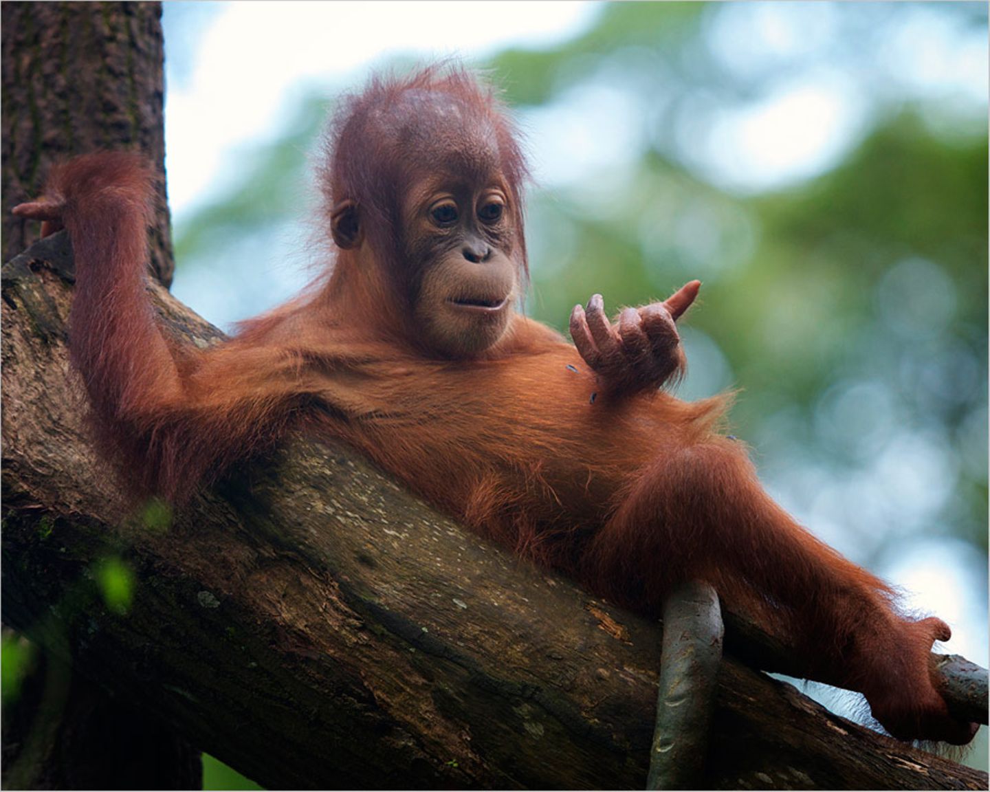 Orang-Utan-Kind