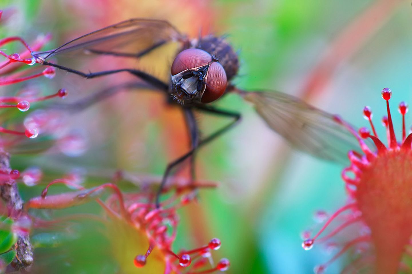 Fliege