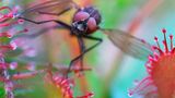 Fliege