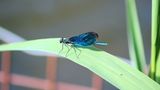 Libelle
