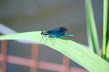 Libelle