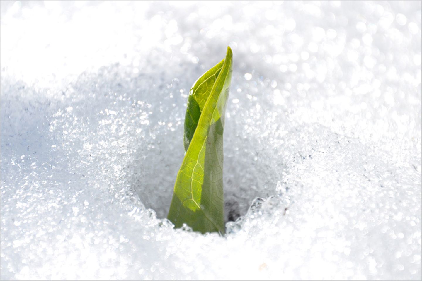 Frühling