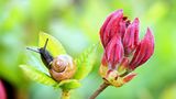 Schnecke