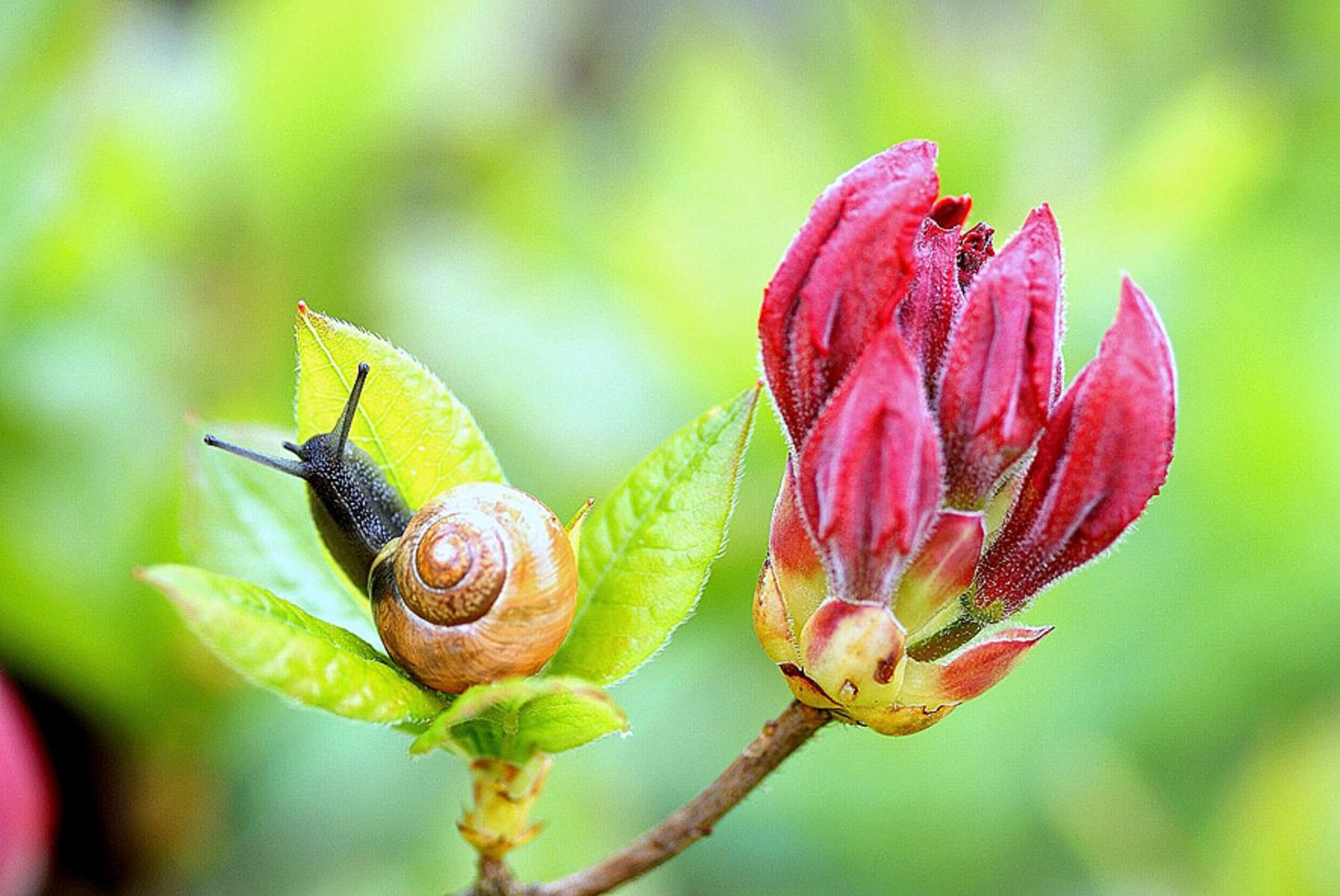 Schnecke