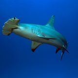 Artenschutzkonferenz: "Diese Konferenz ist historisch"