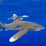 Artenschutzkonferenz: "Diese Konferenz ist historisch" - Bild 2