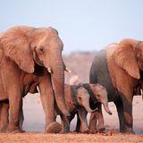 Artenschutzkonferenz: "Diese Konferenz ist historisch" - Bild 3