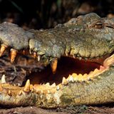 Artenschutzkonferenz: "Diese Konferenz ist historisch" - Bild 5