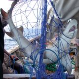 Artenschutzkonferenz: "Diese Konferenz ist historisch" - Bild 8