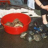 Artenschutzkonferenz: "Diese Konferenz ist historisch" - Bild 10