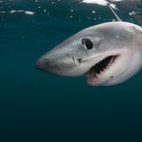 Artenschutzkonferenz: "Diese Konferenz ist historisch" - Bild 11