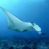 Artenschutzkonferenz: "Diese Konferenz ist historisch" - Bild 12