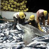 Artenschutzkonferenz: "Diese Konferenz ist historisch" - Bild 13