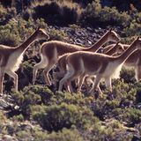 Artenschutzkonferenz: "Diese Konferenz ist historisch" - Bild 14