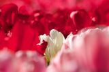 Tulpen