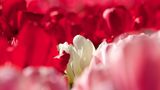 Tulpen
