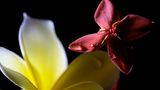 Frangipani
