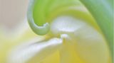 Tulpe