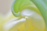 Tulpe