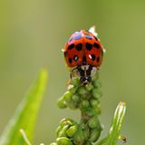 Marienkäfer