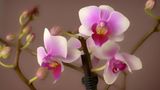 Orchidee