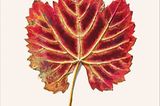Herbstblatt