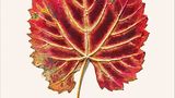 Herbstblatt