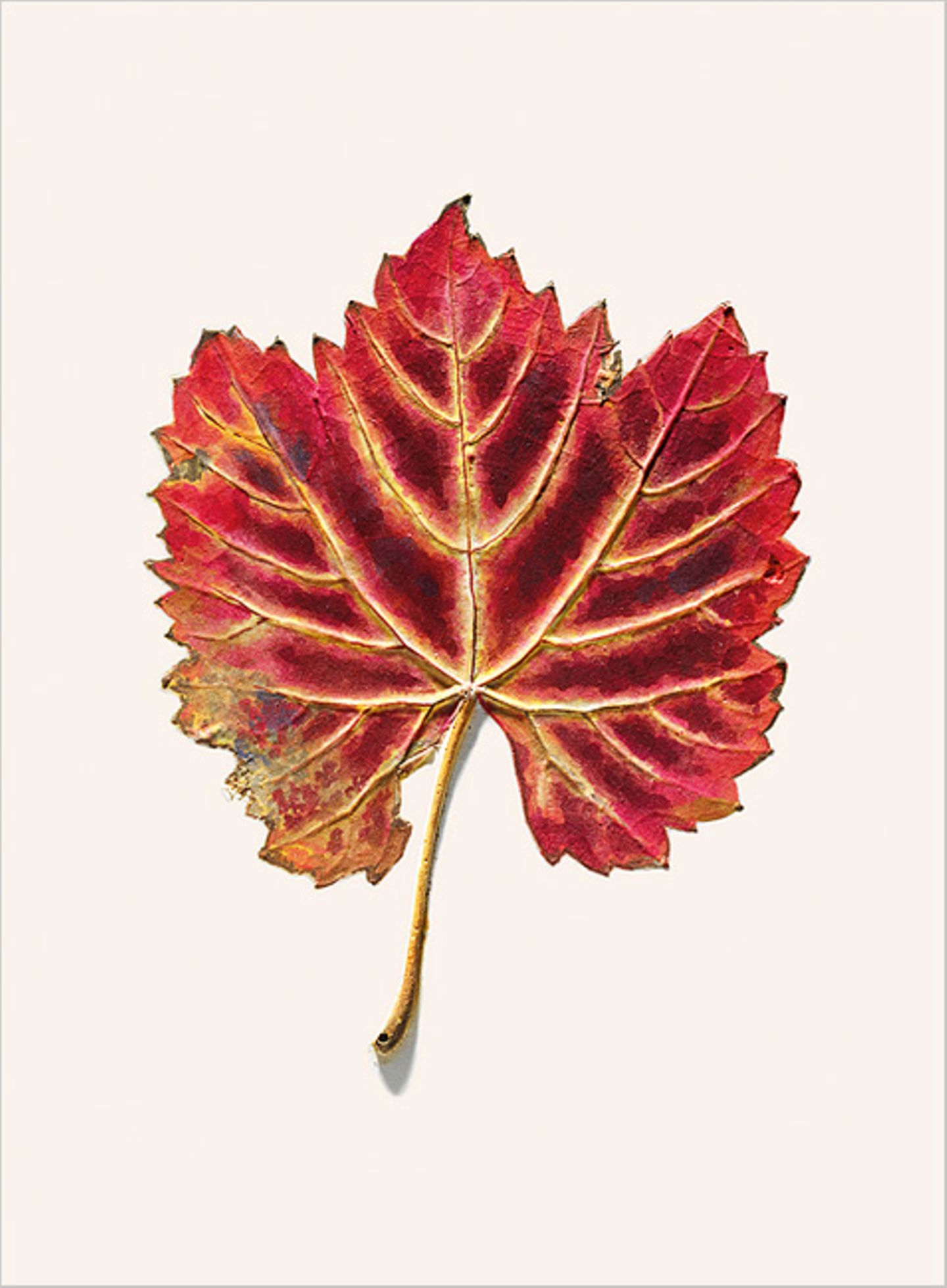 Herbstblatt